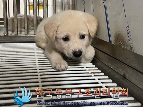 한국동물구조관리협회_411307202400371